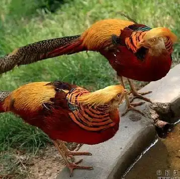 山鸡鸡苗出售贵妃鸡鸡苗供应孔雀广州火鸡苗供应鹧鸪1