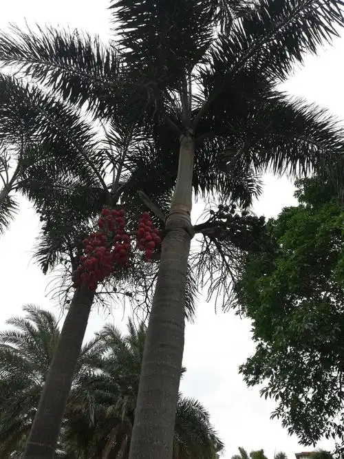 王棕果的青涩与成熟绿隐而不露熟则红鲜张扬