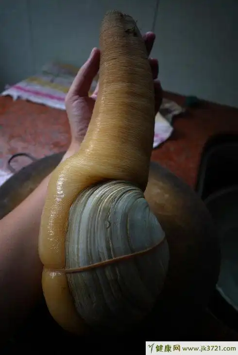 象拔蚌的营养价值高常吃可祛脂降压还壮阳