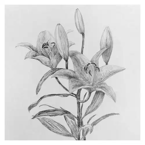 刘婷婷《百合》素描