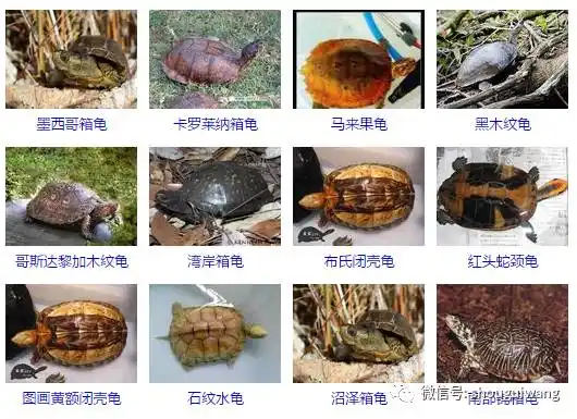 龟的品种大全(235个品种)