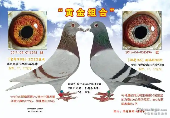 鸿祥赛鸽,本舍黄金配对- 鸽友圈 - 中国信鸽信息网