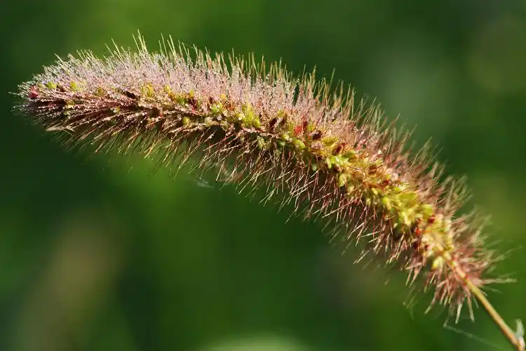 靓丽的狗尾巴草