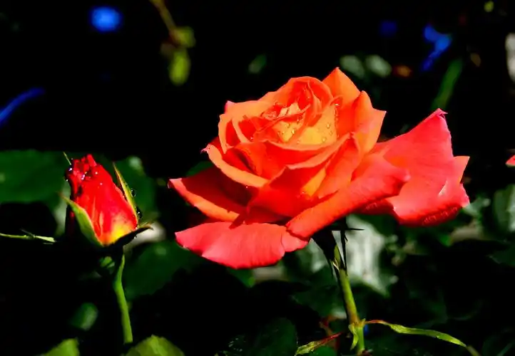 月季鲜花盛开景色迷人