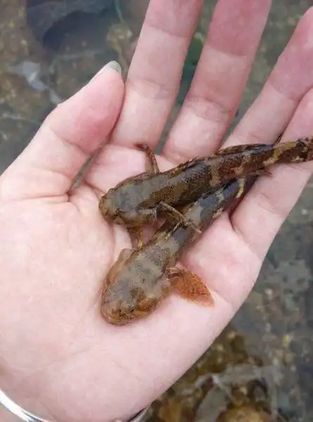 沙鳢对水质的要求非常高,随着农药和化肥的使用和污水的排放,农村小溪