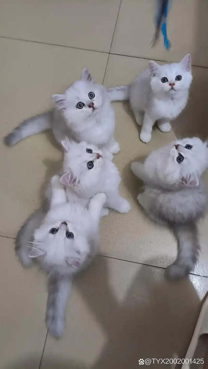 出四只两月大的长毛银渐层,性格活泼好动,其中有一只短毛,都会自己吃