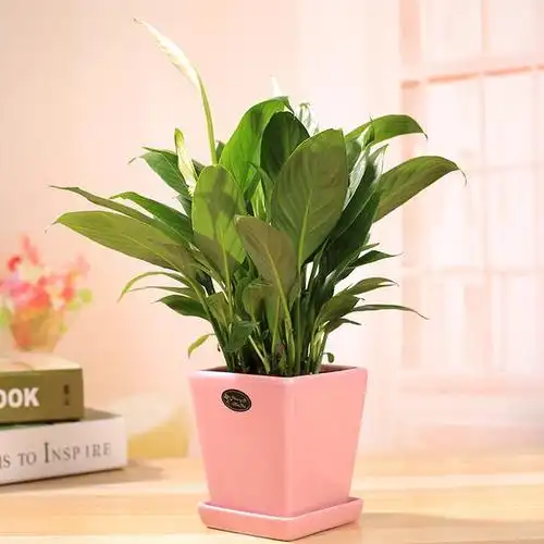 花卉盆栽8种家庭常见花卉的浇水方法保花不死再也不用担心养不活了