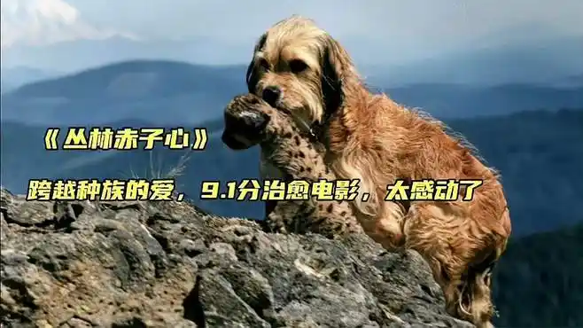跨越种族的爱,9.1分治愈电影《丛林赤子心》,太感动了