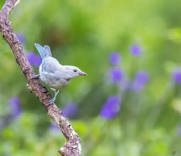 灰蓝裸鼻雀 - 林鸟版 鸟网