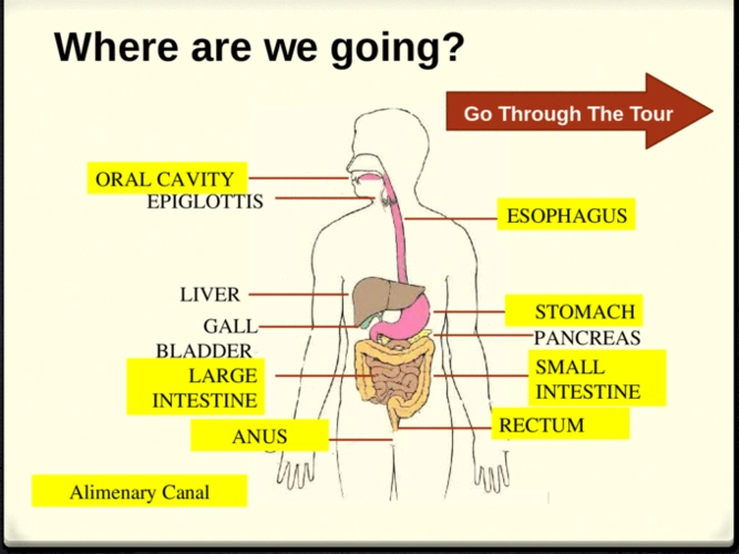 oral cavity esophagus liver stomach gall bladder