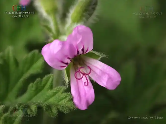 p>天竺葵(学名: i>pelargonium hortorum  /i>),别名 a target="