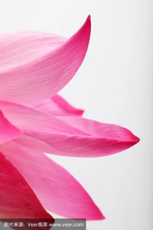 荷花花瓣孤立在白色的背景上.