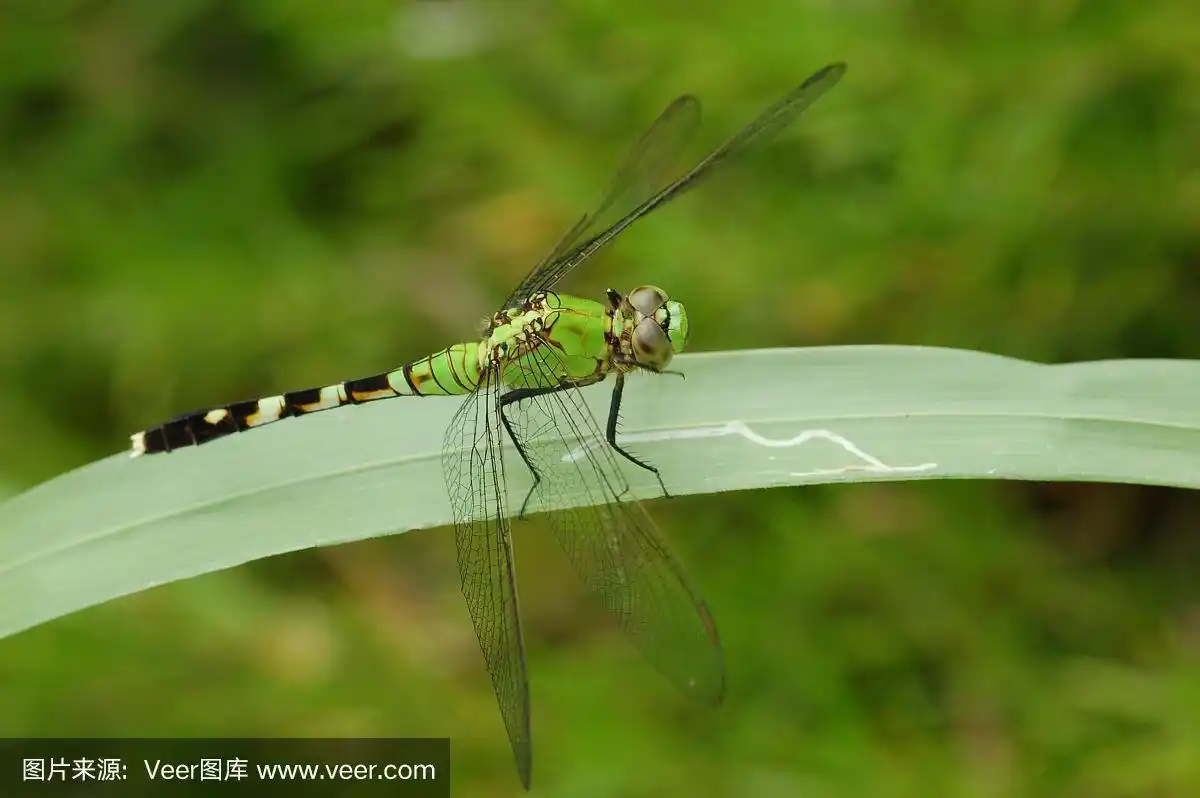 绿蜻蜓
