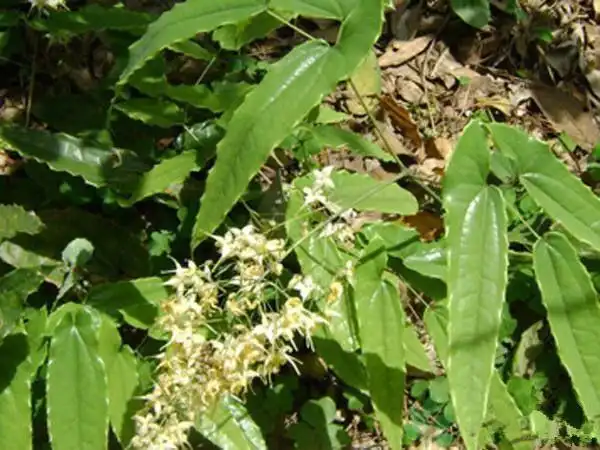 农村的这种野草有奇效,是"男人的福音",壮阳补肾