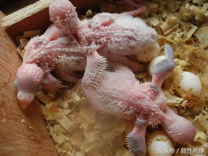 虎皮鸟多久可以下蛋(宠物专题|虎皮鹦鹉的繁殖过程)