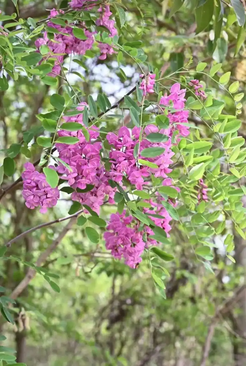 每天认识一种植物.『香花槐』 紫色的槐花(紫槐)是其实就是香 - 抖音