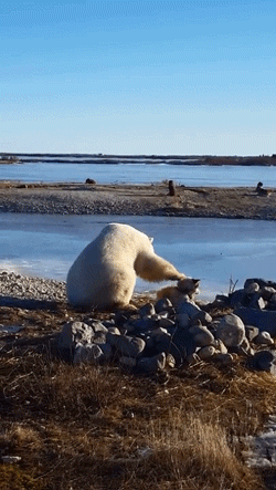 北极熊温柔毛茸茸可爱gif动图_动态图_表情包下载_soogif