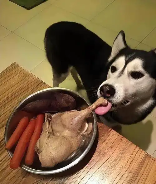 狗狗天天吃肉有什么危害(狗狗长期喂肉好不好)-艾拉养犬