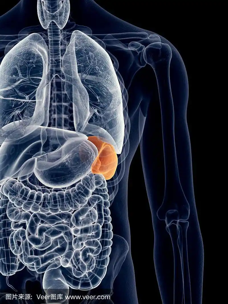 脾脏,生物学,人,垂直画幅,图像