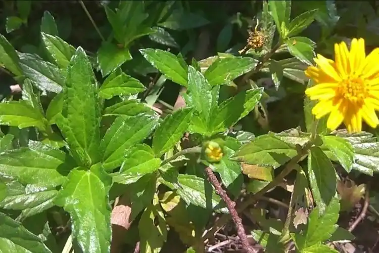 这种植物叫黄花龙舌草,全草可入药,来认识一下