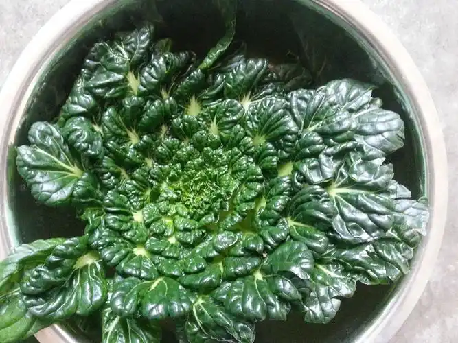 南方一种圆圆的绿的发黑的菜