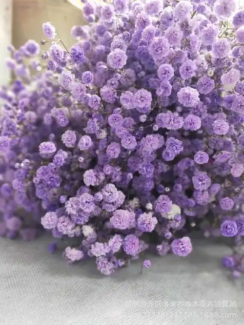 吸色满天星昆明鲜花直批云南鲜花批发基地直发满天星彩星吸色星