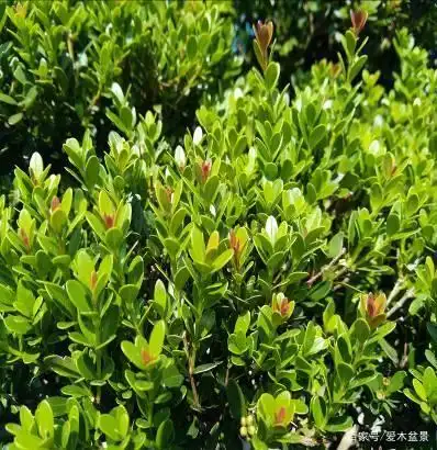 赤楠树种特质在盆景中的应用——赤楠盆景考察之二