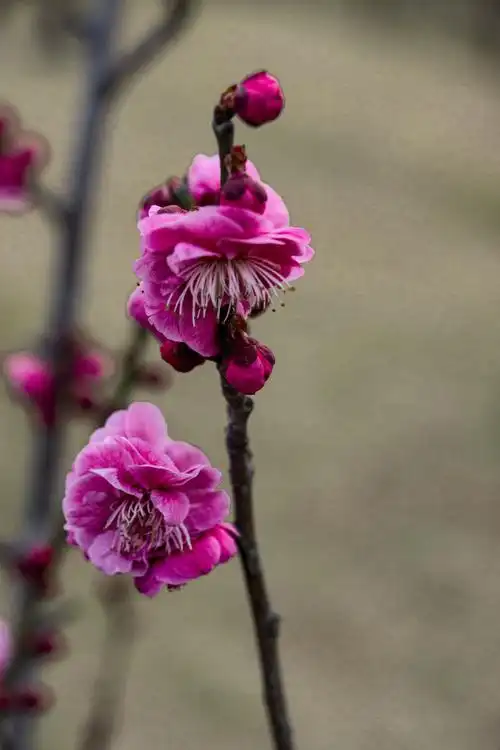 初春红梅枝头俏