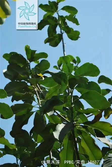 p>大果木莲( i>manglietia grandis  /i>hu et cheng), a target="