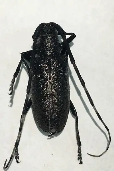 广东口岸首次截获检疫性有害生物皱翅白点墨天牛图