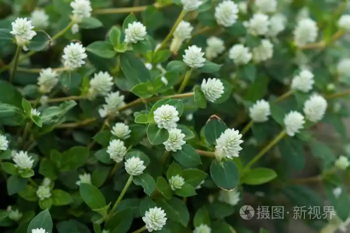 自然界中的白花草