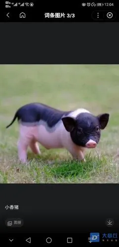 这样的小香猪大约多少钱一斤有知道的吗