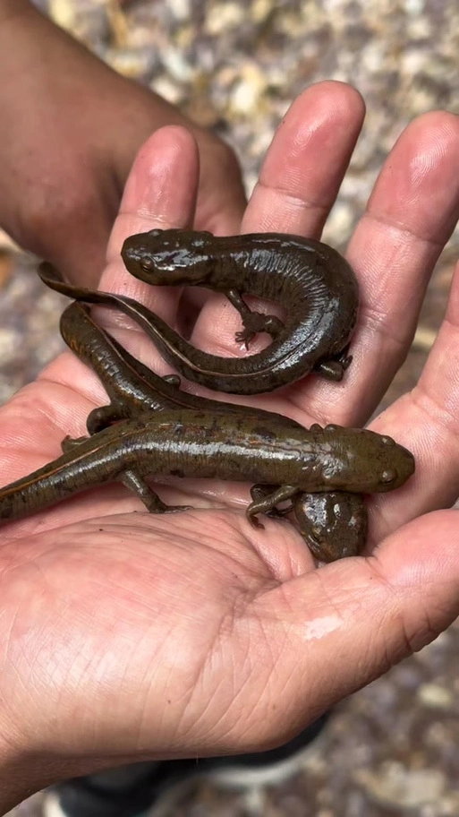 蝾螈是几级保护动物_东方蝾螈是几级保护动物_蝾螈是娃娃鱼吗 - 抖音