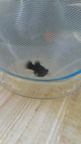 黑玛丽鱼肛门处有一小白点, 是生了吗?