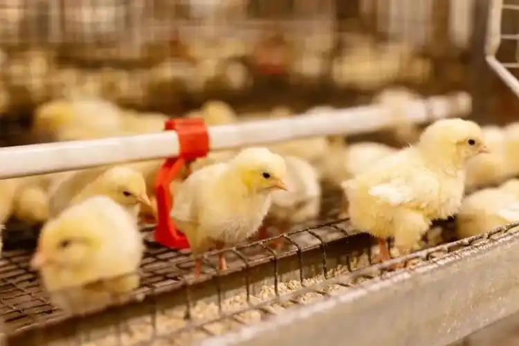 中国鸡苗大王,被低估了