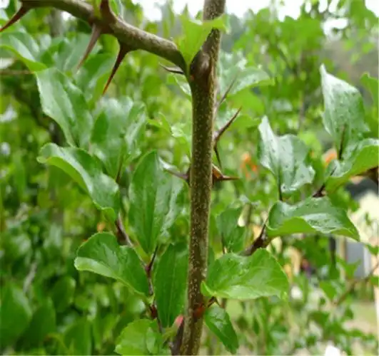 马甲刺种子栽培技术