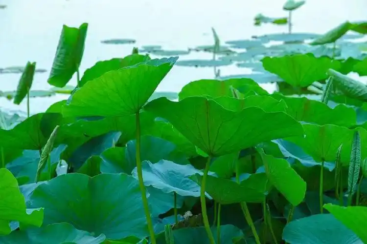 【精品诗歌】 荷叶 作家/王建生