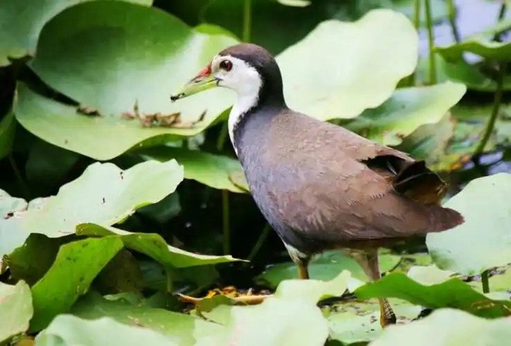 西安植物园的新贵――白面水鸡.