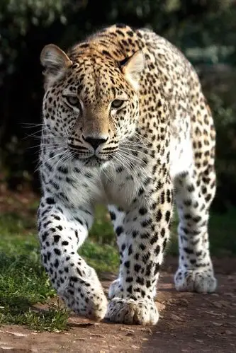 食肉目·猫科·豹属:波斯豹