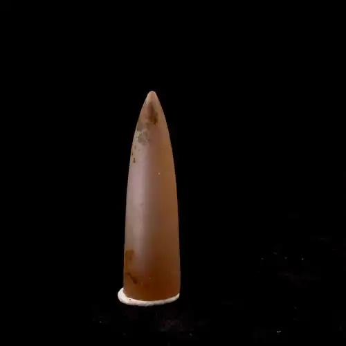 箭石化石 古生物化石标本天然原石入门级收藏