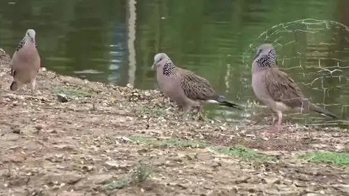 斑鸠媒不错,可惜绊脚套质量太差了-萌宠视频-搜狐视频