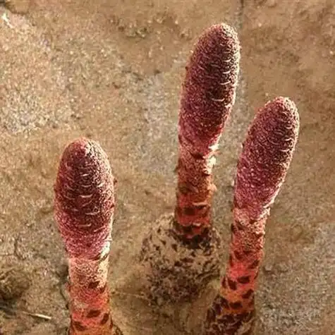 那么,什么时候是锁阳最佳的挖掘时间呢?