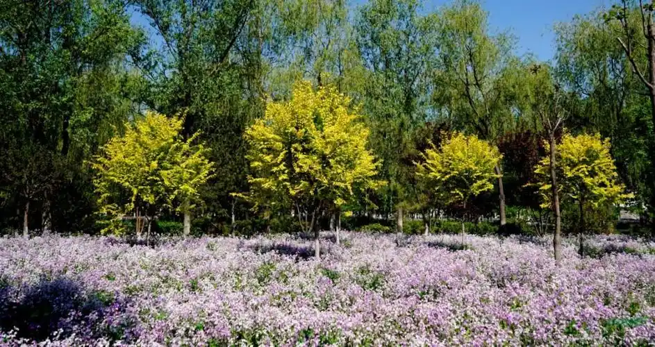 东升八家郊野公园关于生态林农民就业安置的思考_行业动态_农苗网