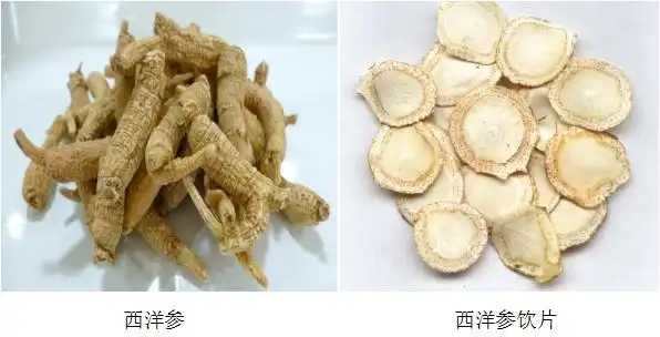 一文读懂:西洋参的全身真面貌!
