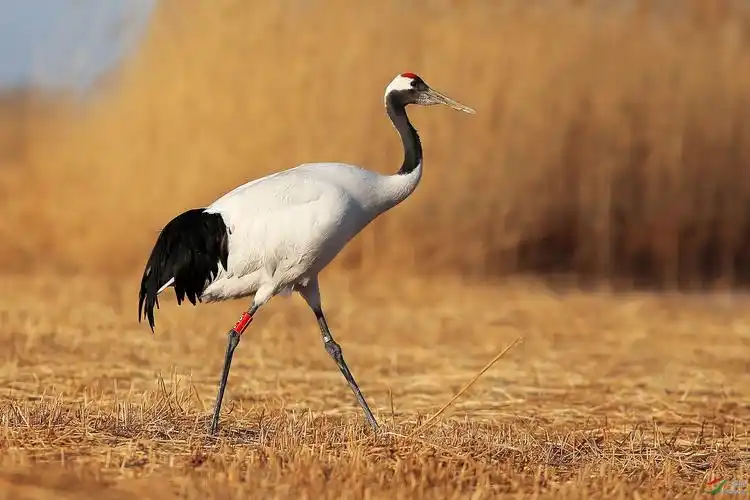 冬苇藏仙鹤