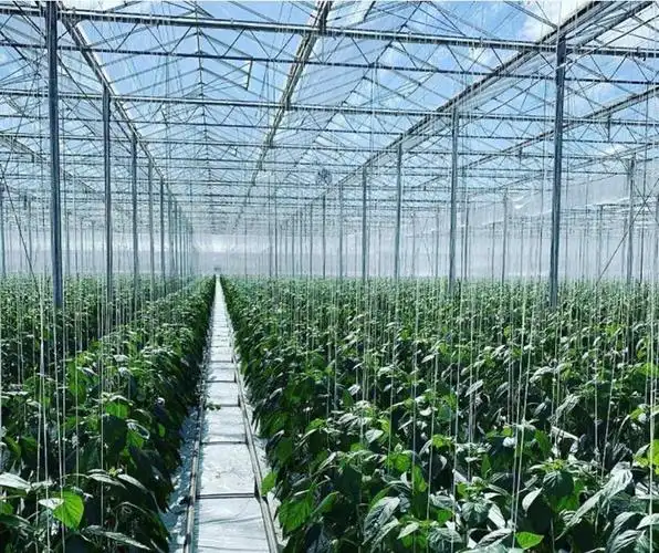 贵州兴仁市适合蔬菜大棚的-鑫秾温室设备