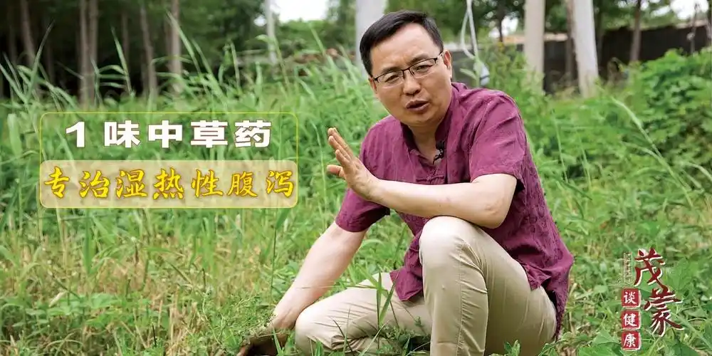 1味中草药是天然祛湿王常用清湿热止腹泻