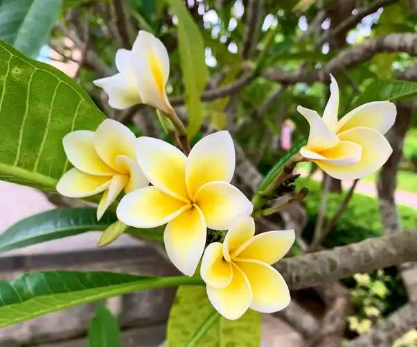 美丽海阳城·百花园·鸡蛋花