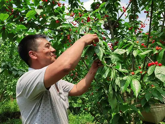 镇宁:樱桃"玛瑙"红 甜进心窝里 - 当代先锋网 - 安顺