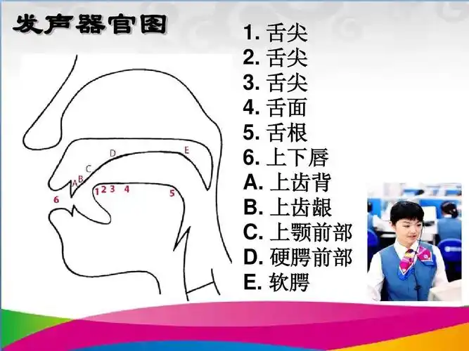 上下唇 a. 上齿背 b. 上齿龈 c. 上颚前部 d. 硬腭前部 e.